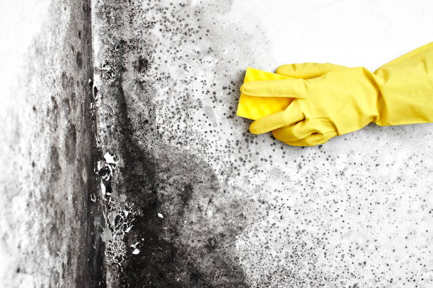 Best Localized Mold Remediation (e.g., coastal areas, humid climates) in Georgetown, CT