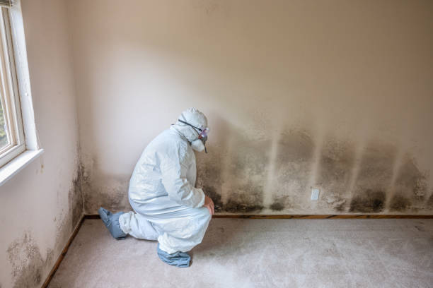 Best Mold Testing and Inspection Services in Georgetown, CT